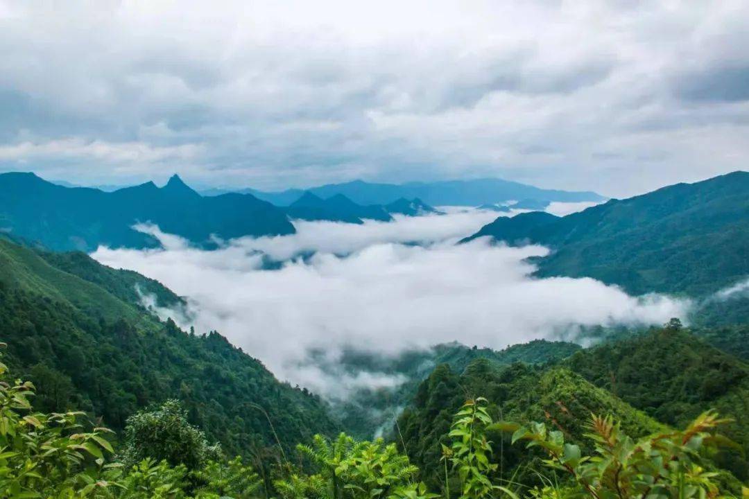 广东省森林旅游新兴品牌，自然探索与文化传承的完美结合