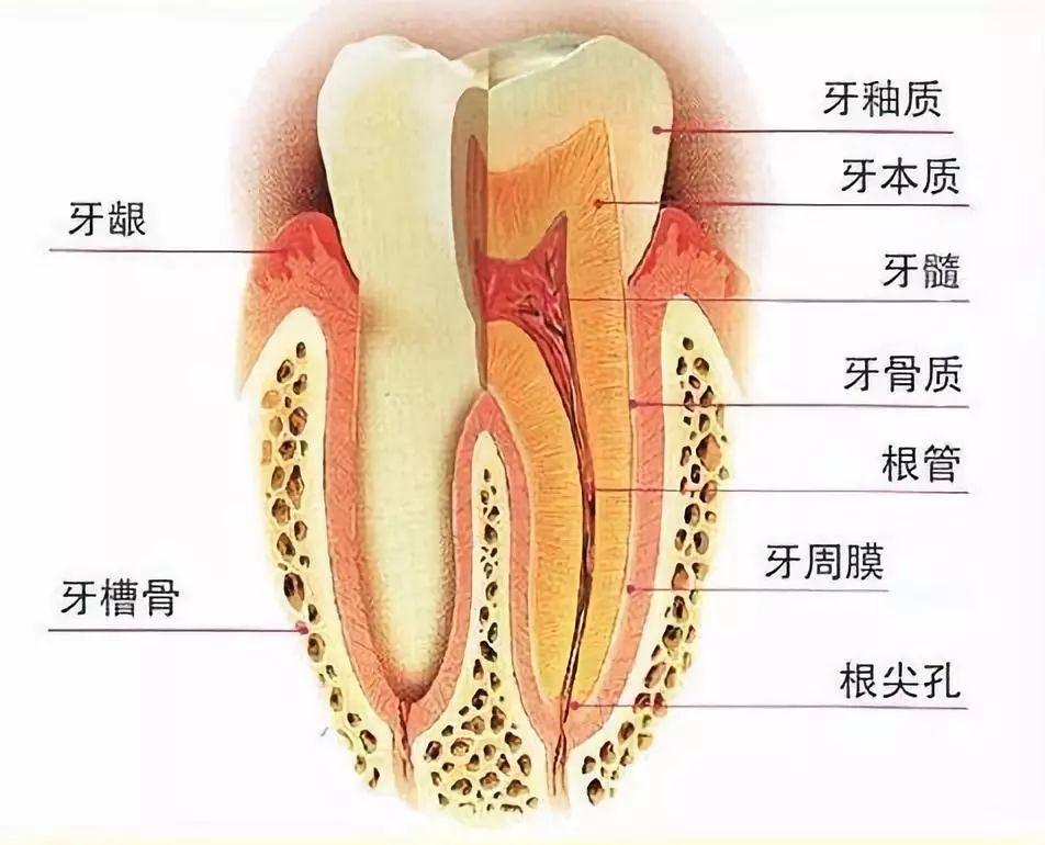 广东省口腔医院牙髓科，专业治疗牙齿牙髓疾病的领先机构