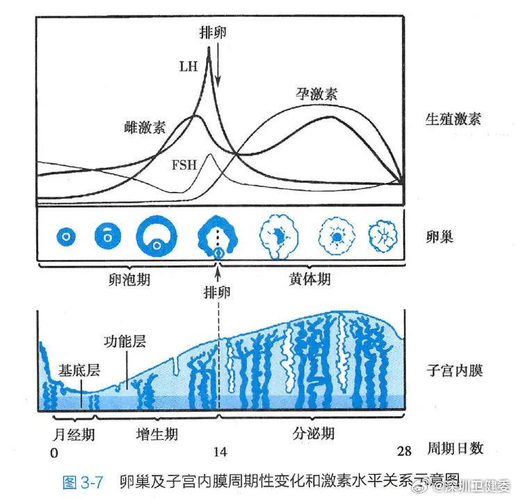 半个月来月经，身体出现状况了吗？解读月经周期异常现象